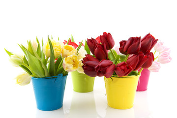 Colorful tulips in buckets