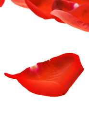 Red rose petals on white. - 22005235