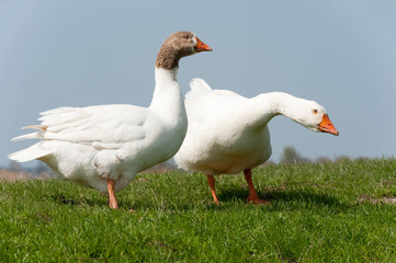 Gooses in landscape