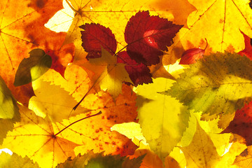 autumn leaves close up background - 22005697