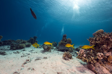 ocean, coral and fish