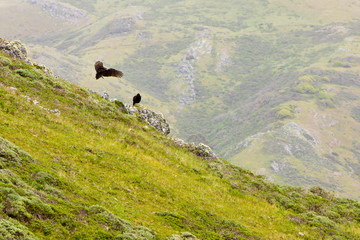 Turkey Vultures in Tennessee Valley