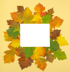 Naklejka na ściany i meble blank on autumn leaf