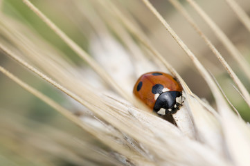 Marienkäfer