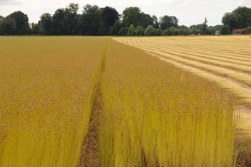 Champ de lin avant arrachage