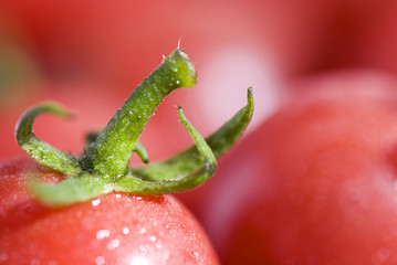 Tomato Cherry -Micro