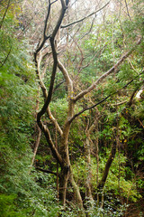 Fototapeta premium Old tree and forest