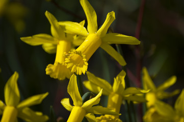 Peeping Tom Narcissus