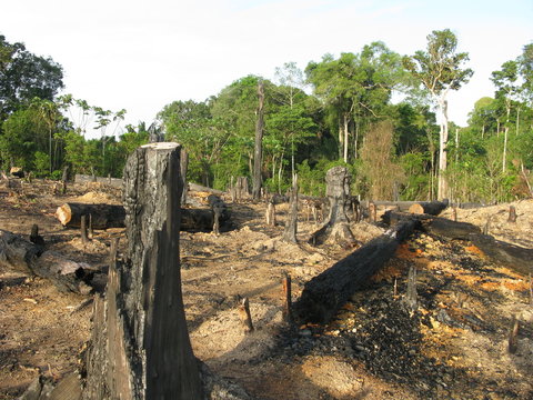 Abholzung Amazonas Regenwald, Brasilien