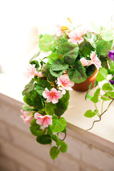 A buatiful decoration. And sunny light in the window.