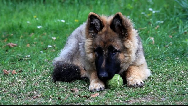 puppy of german shepard play
