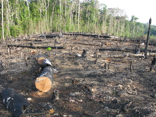 Abholzung Amazonas Regenwald, Brasilien