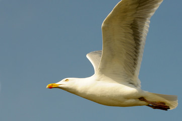 Fliegende Silbermöwe