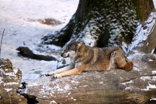 W&ouml;lfe im Schnee