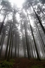 Fotobehang conifer forest in fog © siloto