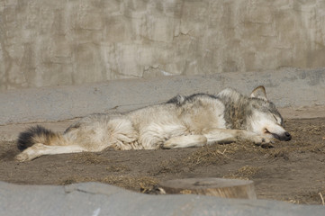 Sleeping wolf
