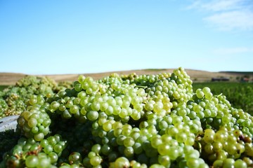 Grapes for white wine