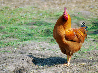 rooster
