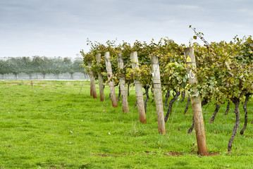 Rows of supported and trained vines in Tasmania, Australia