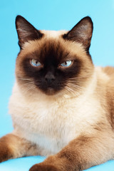 Siamese cat on a light background