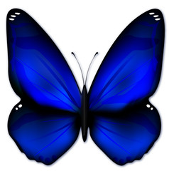 papillon bleu © Danielle Bonardelle