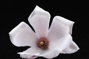 Fototapeta na wymiar magnolia 1
