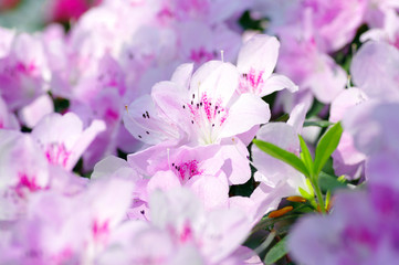 Pink Blossom. Close-Up of Azalea Flower.