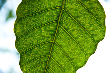 leaf texture