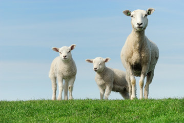 Fototapeta premium Cute lambs in spring