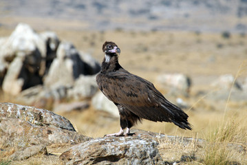 Buitre negro en el campo