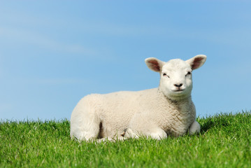 Cute lamb in spring