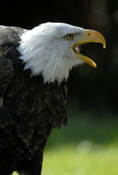 El águila calva