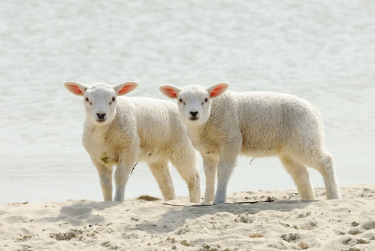 Cute lambs on the beach in spring