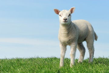 Cute lamb in spring