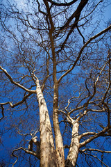 Platane und klarer blauen Himmel