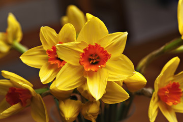 close up of yellow narcissus