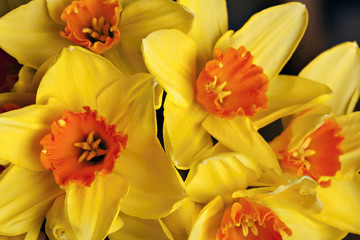 close up of yellow narcissus