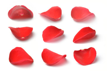 Petals of a red rose isolated