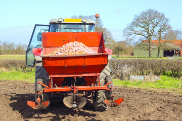 tractor hopper with potatoes