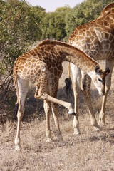 Giraffe bending down