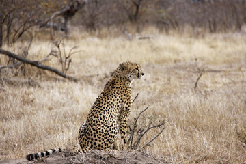 Cheetah on Anthill in Wild looking left