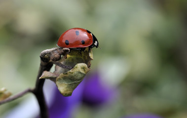 ladybug