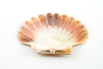 Muscheln