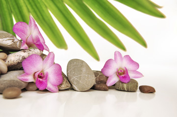 Steinreihe mit Orchideen + Palmenblatt