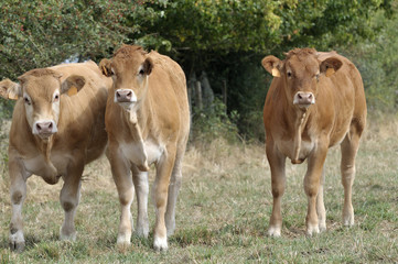 Veaux "Parthenaise"