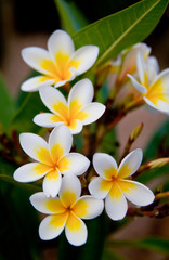 Fototapeta na wymiar frangipani tropical flowers