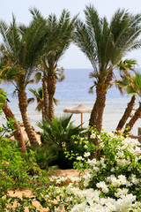 Obraz premium Beach on Red sea, Egypt.