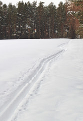 Obraz premium Ski track in winter wood