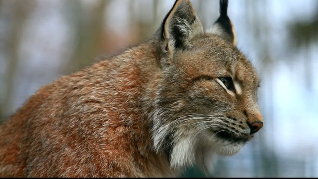Luchs