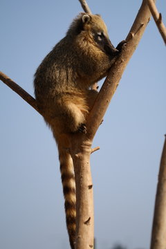 Koati animal climb